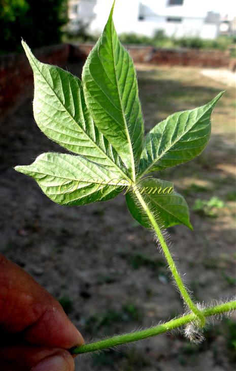 Leaf (Abaxial View)